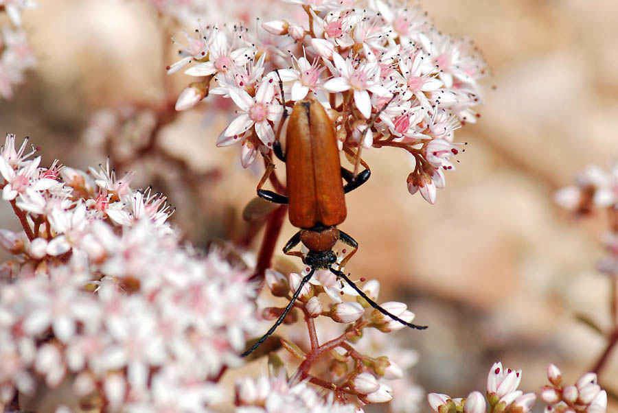 Stictoleptura rubra M/F (Cerambycidae)